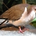 Caribbean Dove